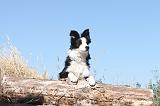 BORDER COLLIE 173